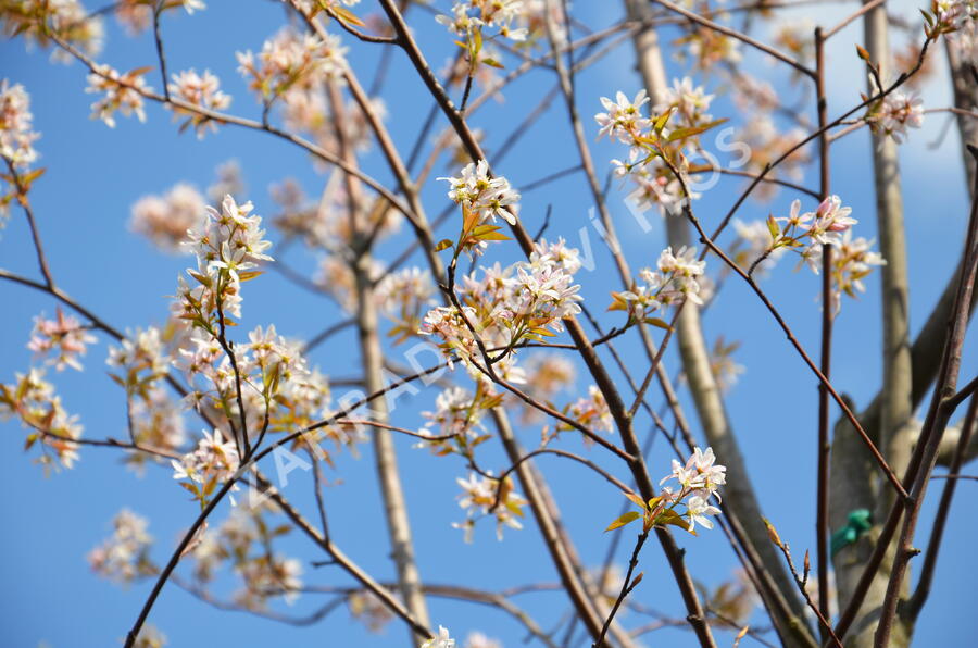 Muchovník velkokvětý 'Robin Hill' - Amelanchier grandiflora 'Robin Hill'