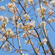 Muchovník velkokvětý 'Robin Hill' - Amelanchier grandiflora 'Robin Hill'