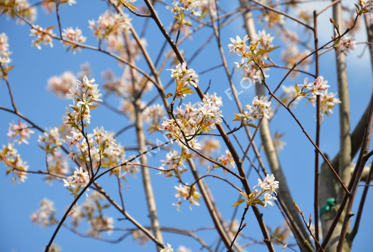Muchovník velkokvětý 'Robin Hill' - Amelanchier grandiflora 'Robin Hill'
