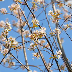 Muchovník velkokvětý 'Robin Hill' - Amelanchier grandiflora 'Robin Hill'