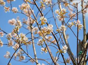 Muchovník velkokvětý 'Robin Hill' - Amelanchier grandiflora 'Robin Hill'