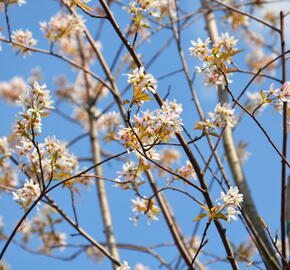 Muchovník velkokvětý 'Robin Hill' - Amelanchier grandiflora 'Robin Hill'