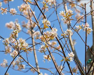 Muchovník velkokvětý 'Robin Hill'