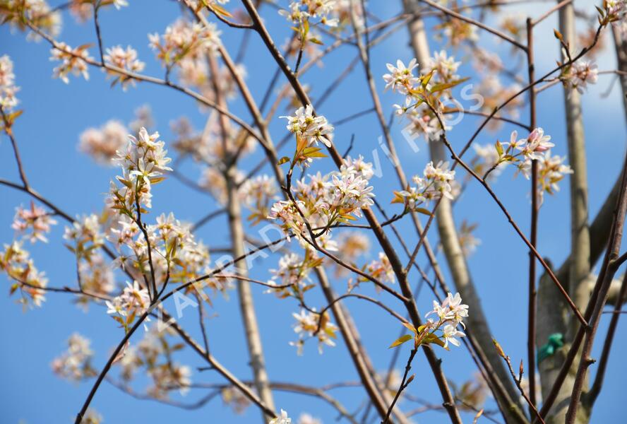 Muchovník velkokvětý 'Robin Hill' - Amelanchier grandiflora 'Robin Hill'