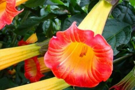 Durman 'Red' (sanguinea) - Brugmansia (Datura) arborea 'Red' (sanguinea)