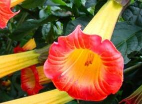 Durman 'Red' (sanguinea) - Brugmansia (Datura) arborea 'Red' (sanguinea)