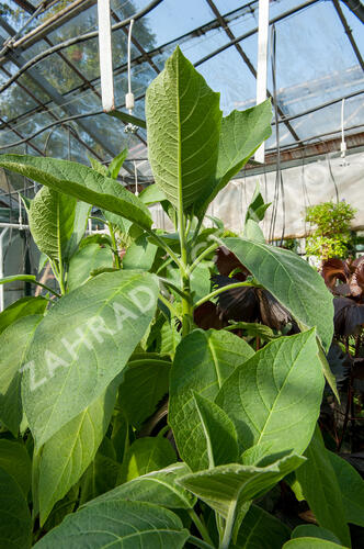 Durman 'Red' (sanguinea) - Brugmansia (Datura) arborea 'Red' (sanguinea)