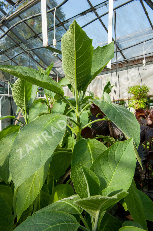 Durman 'Red' (sanguinea) - Brugmansia (Datura) arborea 'Red' (sanguinea)