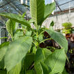 Durman 'Red' (sanguinea) - Brugmansia (Datura) arborea 'Red' (sanguinea)