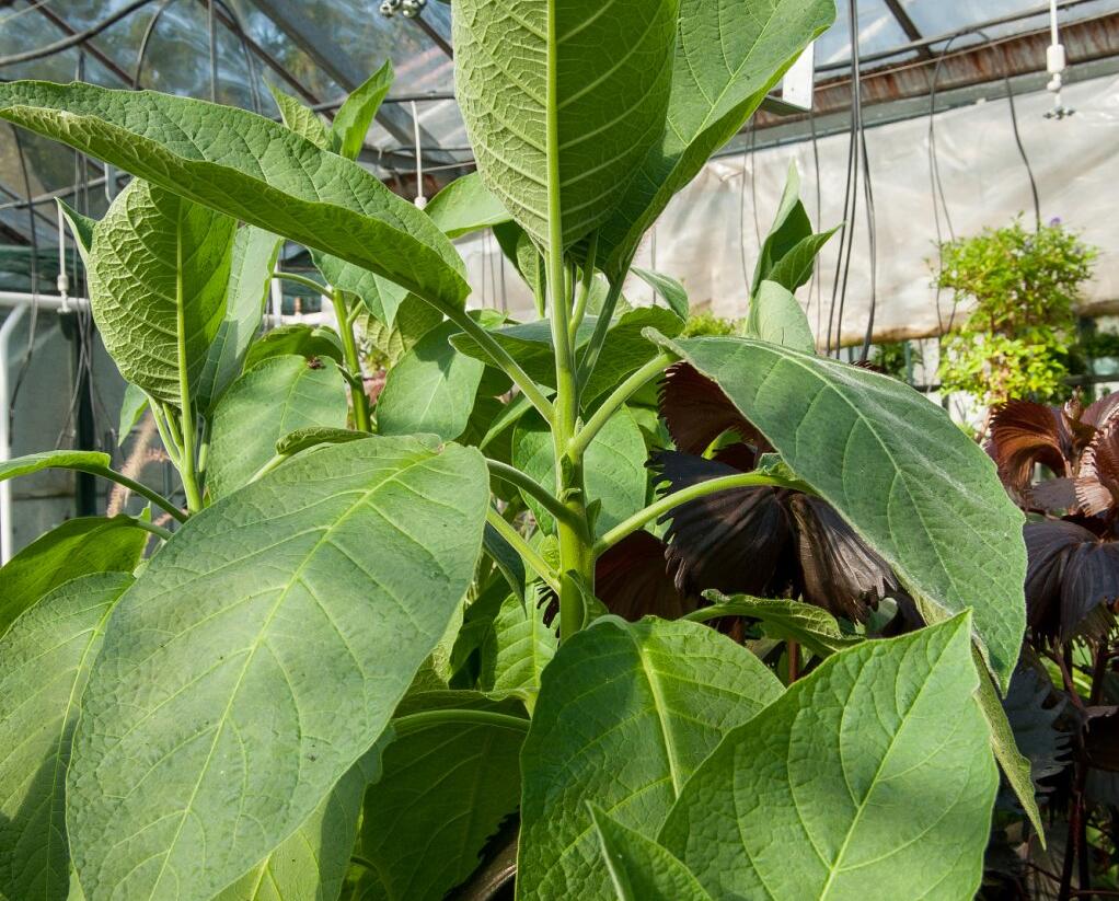 Durman 'Red' (sanguinea) - Brugmansia (Datura) arborea 'Red' (sanguinea)