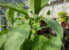 Durman 'Red' (sanguinea) - Brugmansia (Datura) arborea 'Red' (sanguinea)