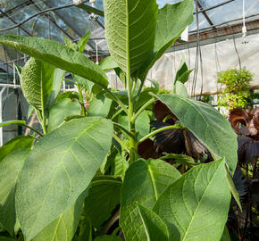 Durman 'Red' (sanguinea) - Brugmansia (Datura) arborea 'Red' (sanguinea)