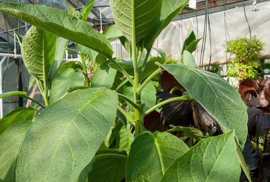 Durman 'Red' (sanguinea) - Brugmansia (Datura) arborea 'Red' (sanguinea)