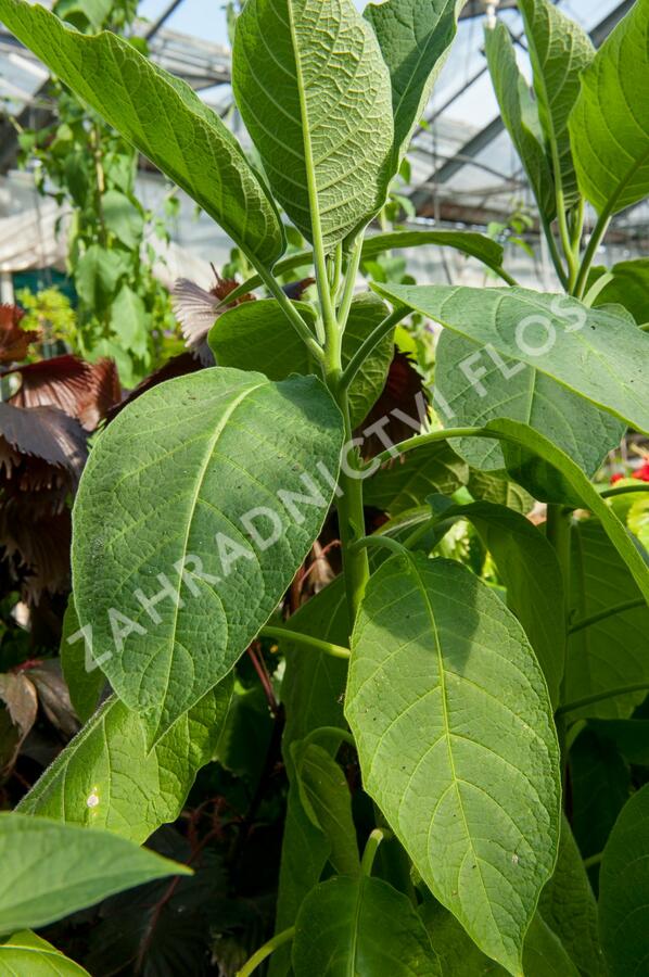 Durman 'Red' (sanguinea) - Brugmansia (Datura) arborea 'Red' (sanguinea)