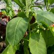 Durman 'Red' (sanguinea) - Brugmansia (Datura) arborea 'Red' (sanguinea)