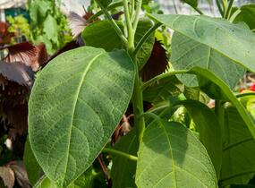 Durman 'Red' (sanguinea) - Brugmansia (Datura) arborea 'Red' (sanguinea)