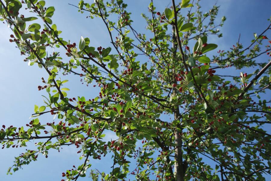 Jabloň mnohokvětá - Malus floribunda