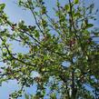 Jabloň mnohokvětá - Malus floribunda