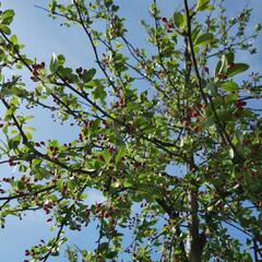 Jabloň mnohokvětá - Malus floribunda