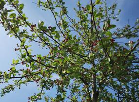 Jabloň mnohokvětá - Malus floribunda