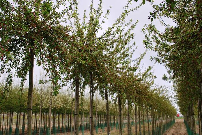 Jabloň mnohokvětá - Malus floribunda