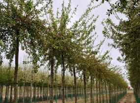 Jabloň mnohokvětá - Malus floribunda