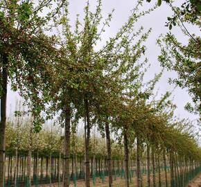 Jabloň mnohokvětá - Malus floribunda