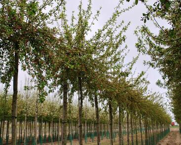 Jabloň mnohokvětá