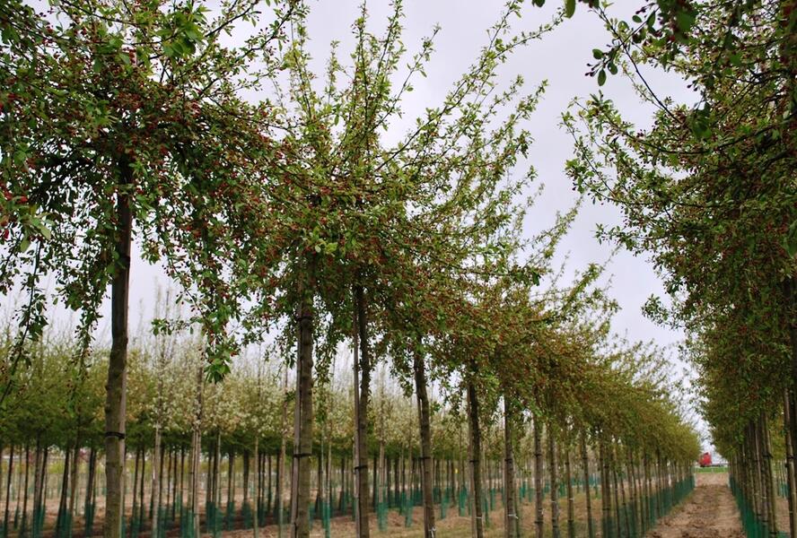 Jabloň mnohokvětá - Malus floribunda