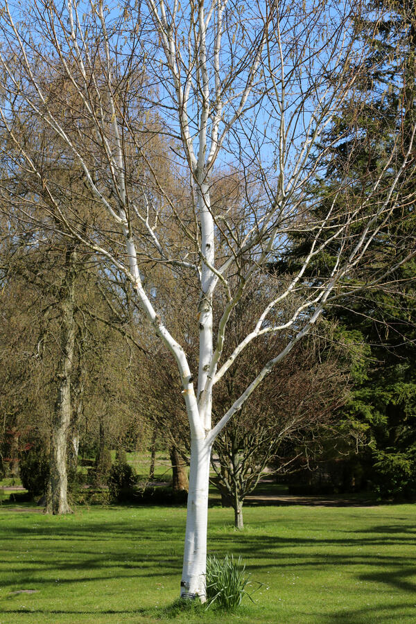 Bříza himalájská - Betula utilis