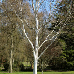 Bříza himalájská - Betula utilis