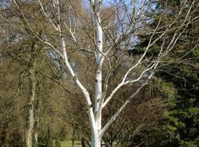 Bříza himalájská - Betula utilis