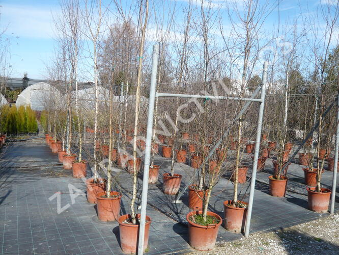 Bříza himalájská - Betula utilis