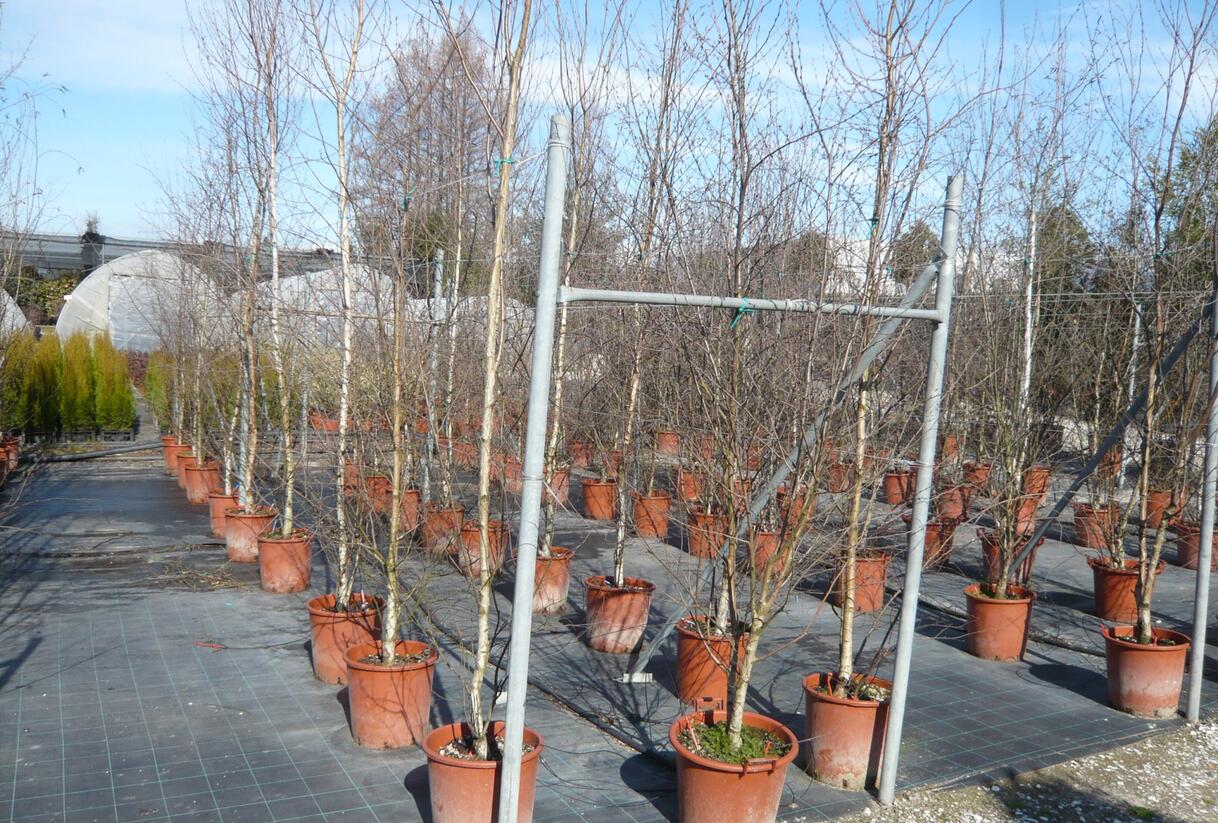 Bříza himalájská - Betula utilis