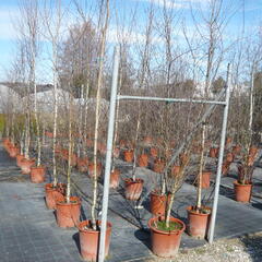 Bříza himalájská - Betula utilis