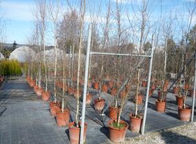 Bříza himalájská - Betula utilis