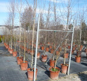 Bříza himalájská - Betula utilis