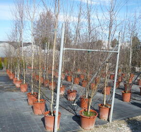 Bříza himalájská - Betula utilis