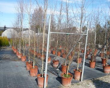 Bříza himalájská