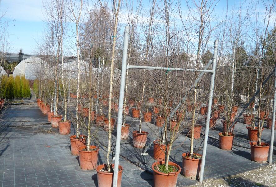 Bříza himalájská - Betula utilis