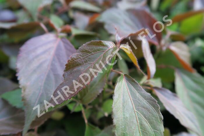 Kočičí ocásek, palnice - Acalypha wilkesiana mix