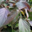 Kočičí ocásek, palnice - Acalypha wilkesiana mix