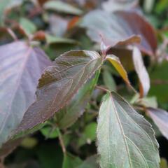 Kočičí ocásek, palnice - Acalypha wilkesiana mix