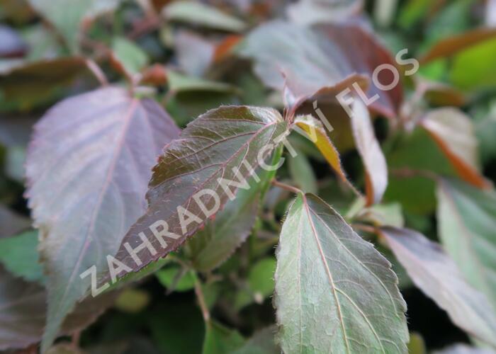 Kočičí ocásek, palnice - Acalypha wilkesiana mix