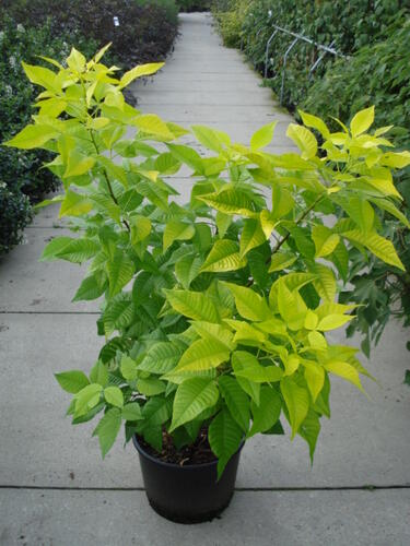 Křídlatec trojlistý 'Aurea' - Ptelea trifoliata 'Aurea'