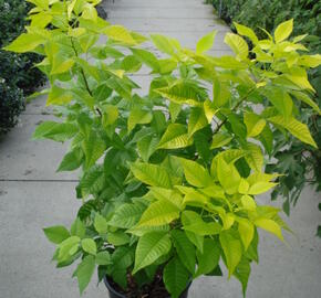 Křídlatec trojlistý 'Aurea'