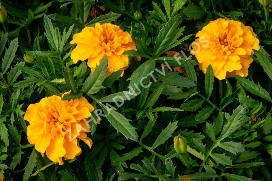 Aksamitník rozkladitý, afrikán 'Texana Gold' - Tagetes patula 'Texana Gold'