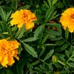 Aksamitník rozkladitý, afrikán 'Texana Gold' - Tagetes patula 'Texana Gold'