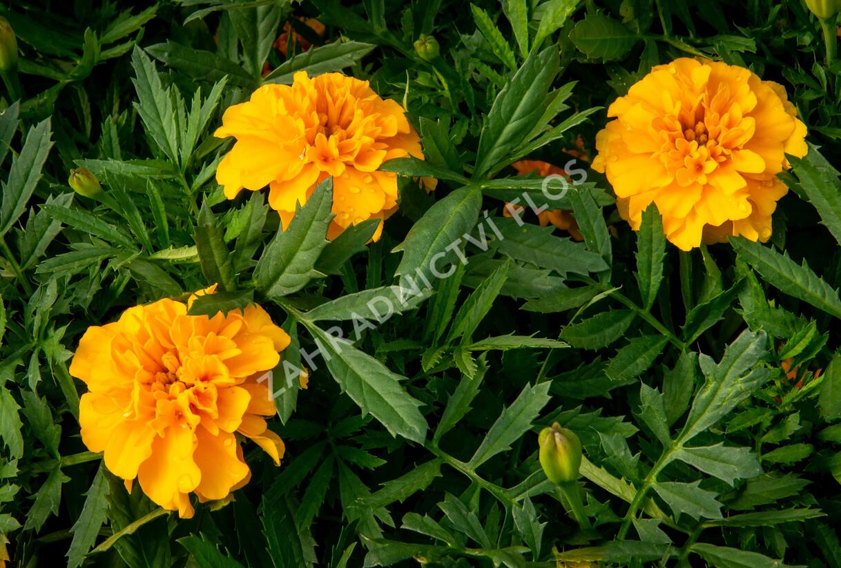 Aksamitník rozkladitý, afrikán 'Texana Gold' - Tagetes patula 'Texana Gold'