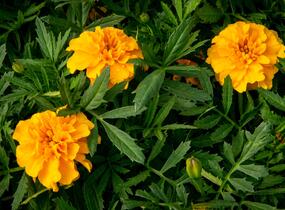 Aksamitník rozkladitý, afrikán 'Texana Gold' - Tagetes patula 'Texana Gold'